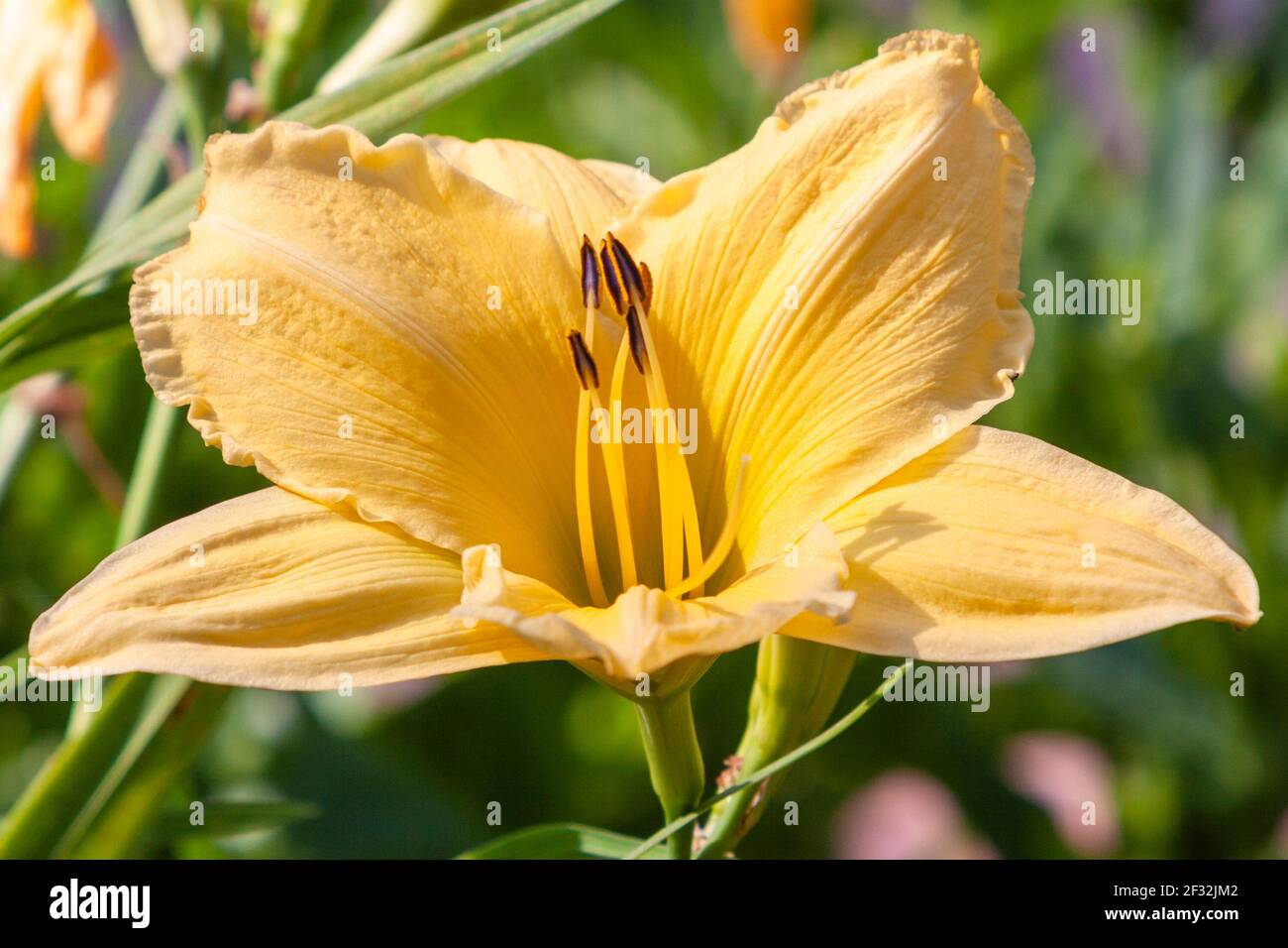 Daylily UNFORGETTABLE at Mercer Arboretum and Botanical Gardens in Spring, Texas. Stock Photo