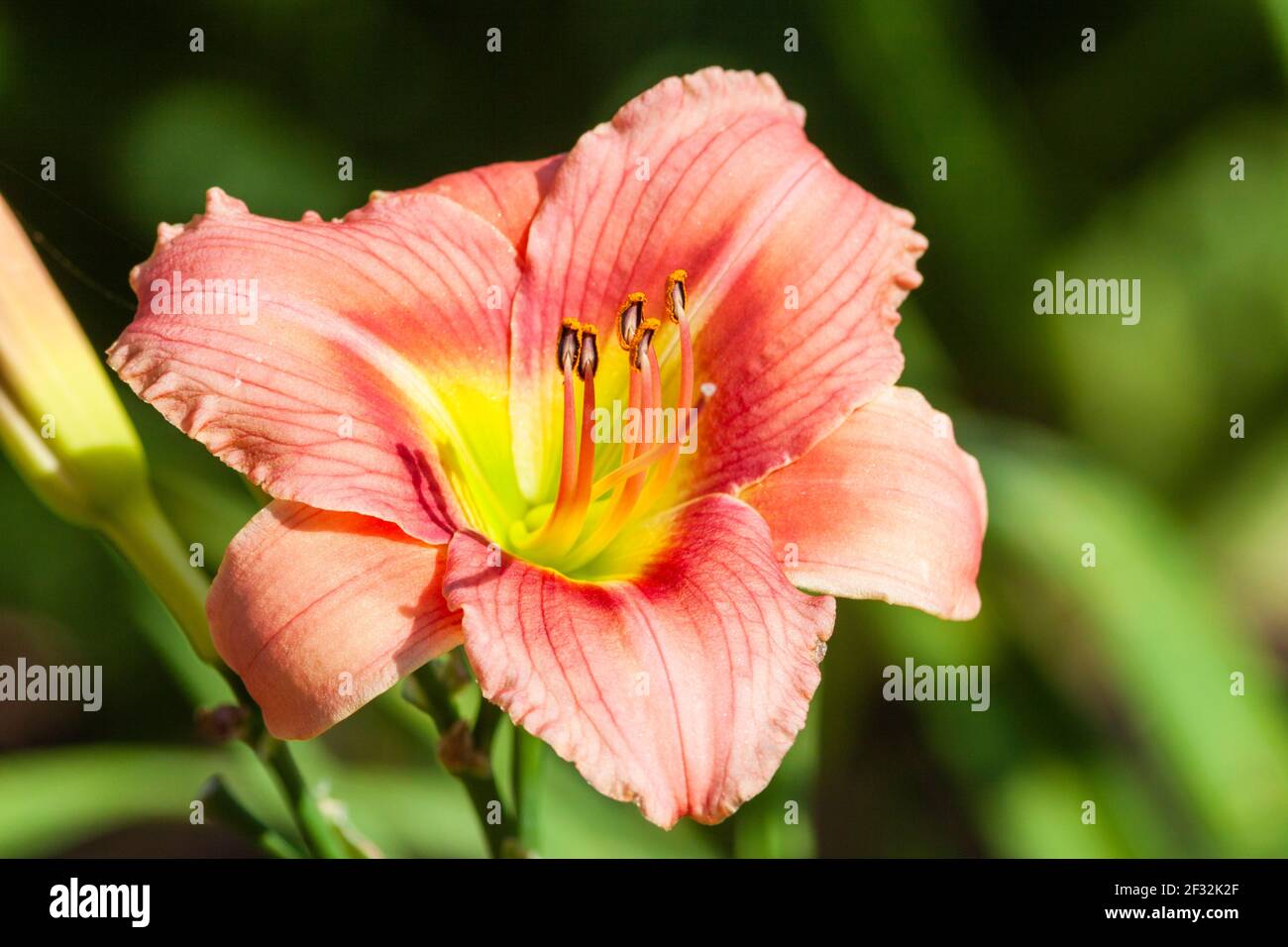 Daylily, Hemerocallis 'Little IDY', at Mercer Arboretum and Botanical Gardens in Spring, Texas. Stock Photo