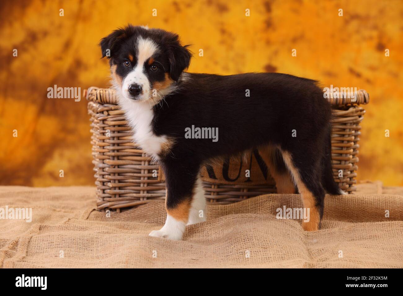Black tri australian shepherd puppy sales