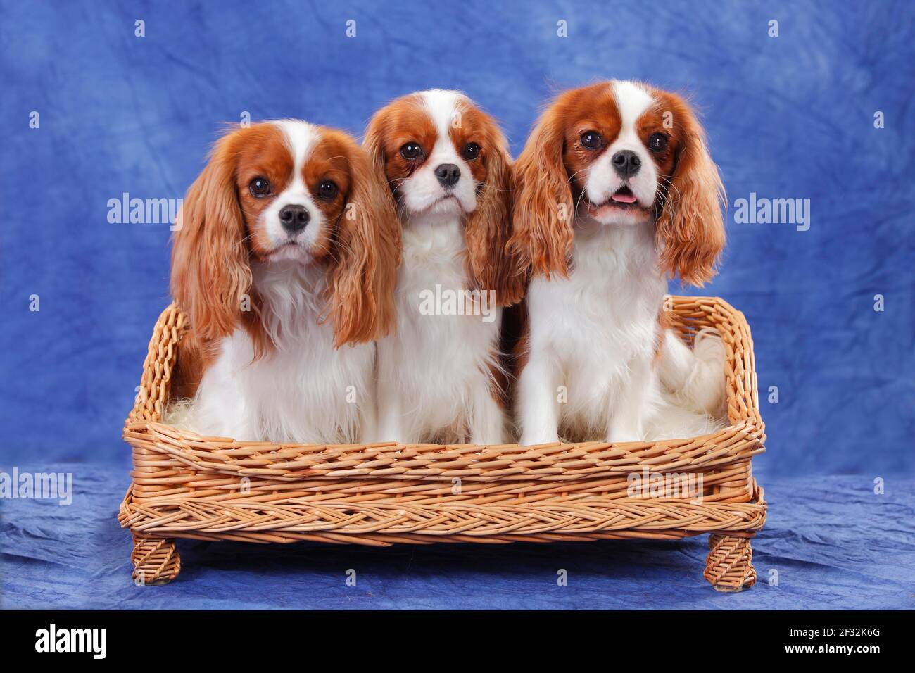 Cavalier King Charles Spaniel, three dogs on dog sofa Stock Photo