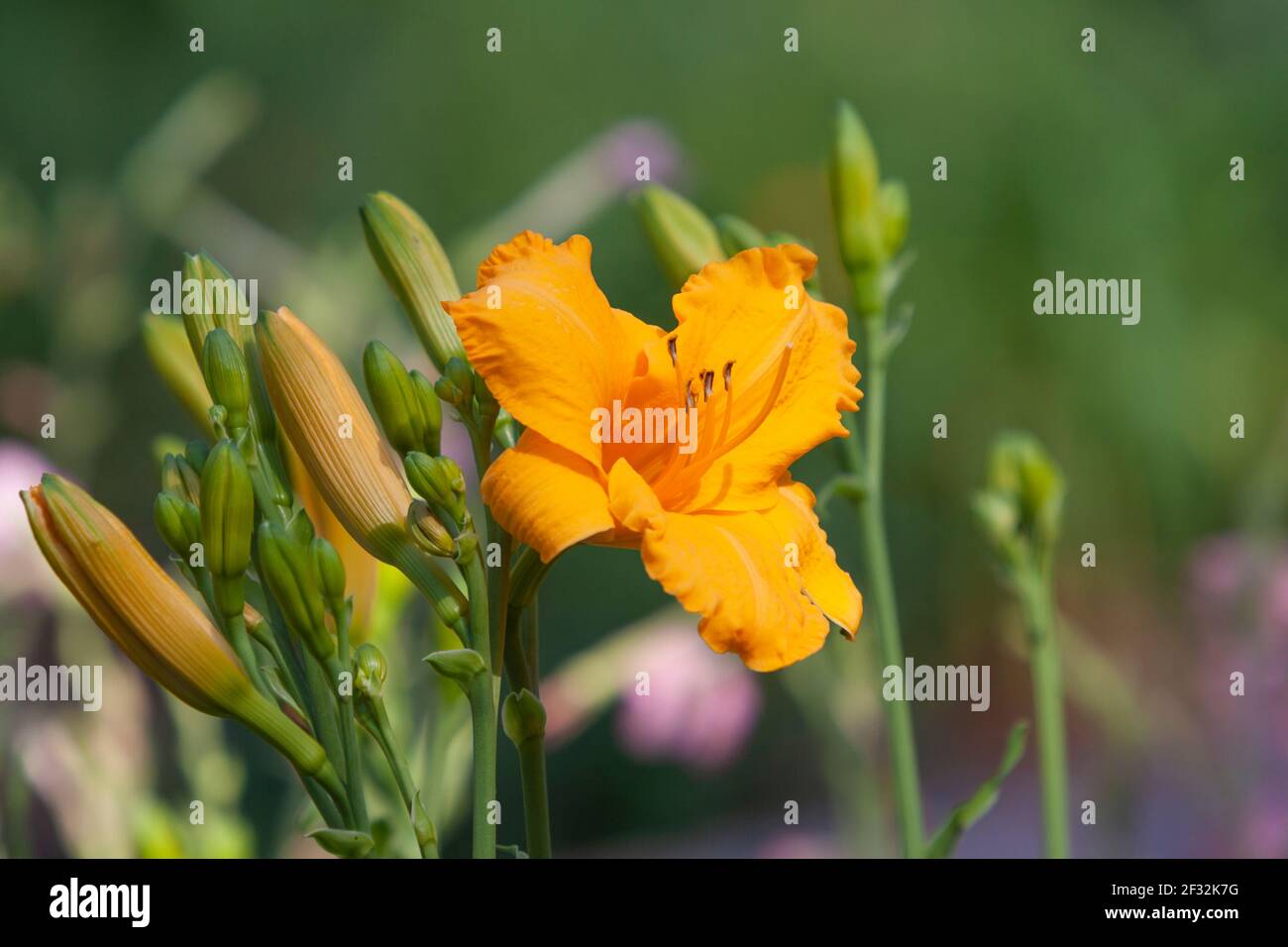 Daylily at Mercer Arboretum and Botanical Gardens in Spring, Texas. Stock Photo