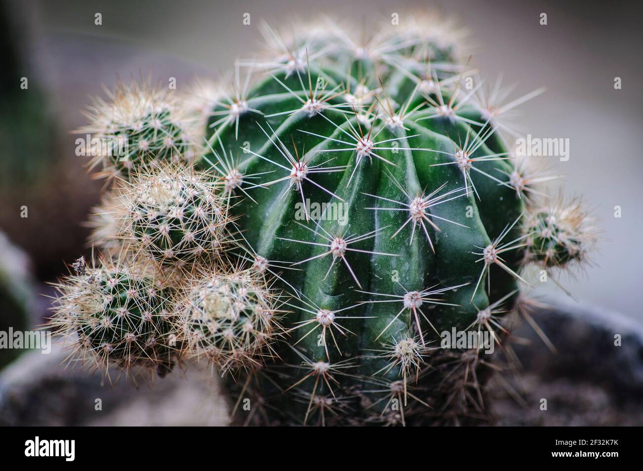 Cactus in the garden, details Stock Photo