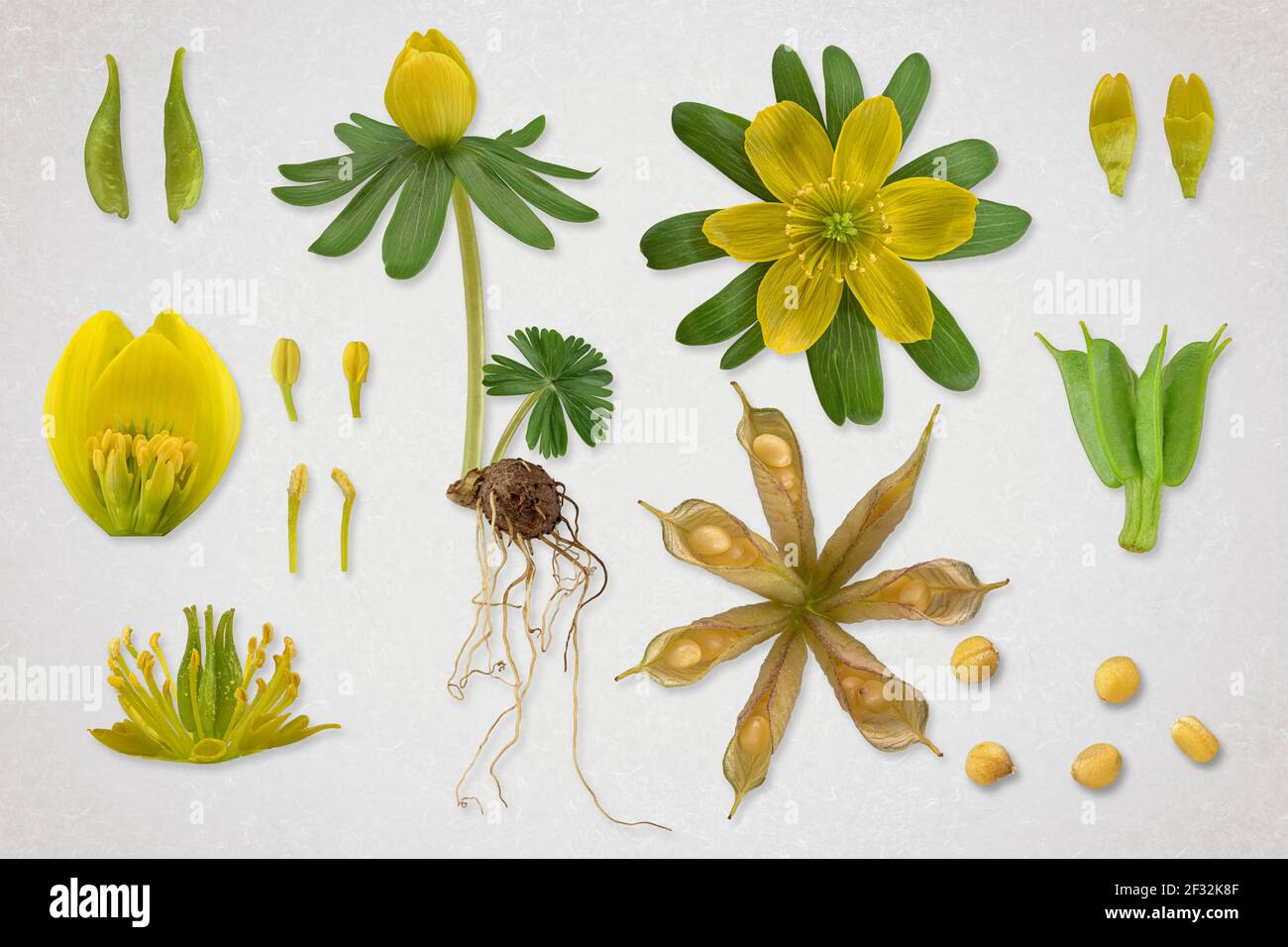 Winter aconite (Eranthis hyemalis), picture plate, plant, flower, leaf, seed, seedling, shoot tuber Stock Photo