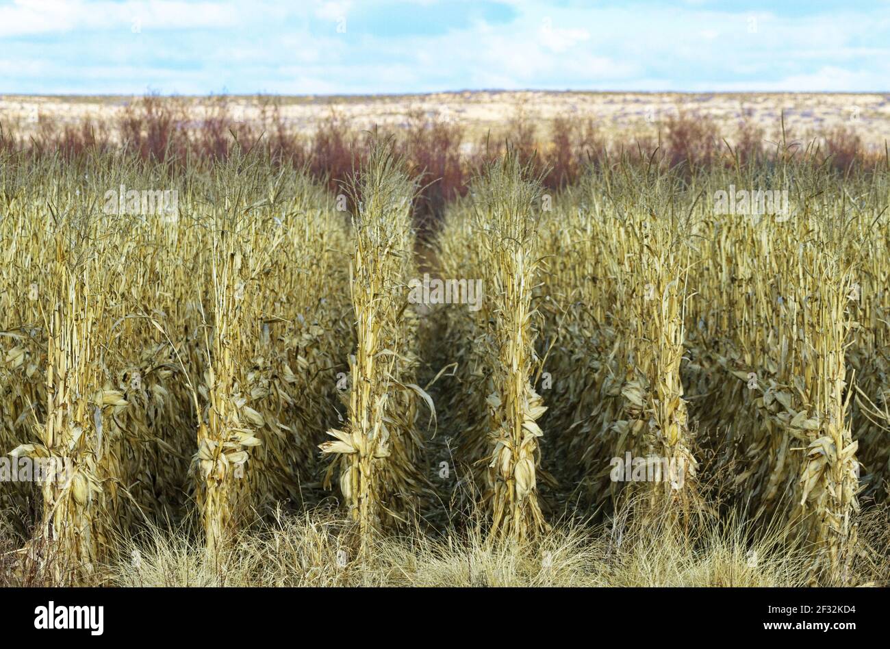 Geometric rows of dried, golden cornstalks in winter farm field are seasonal food and forage in wildlife management area of New Mexico Stock Photo