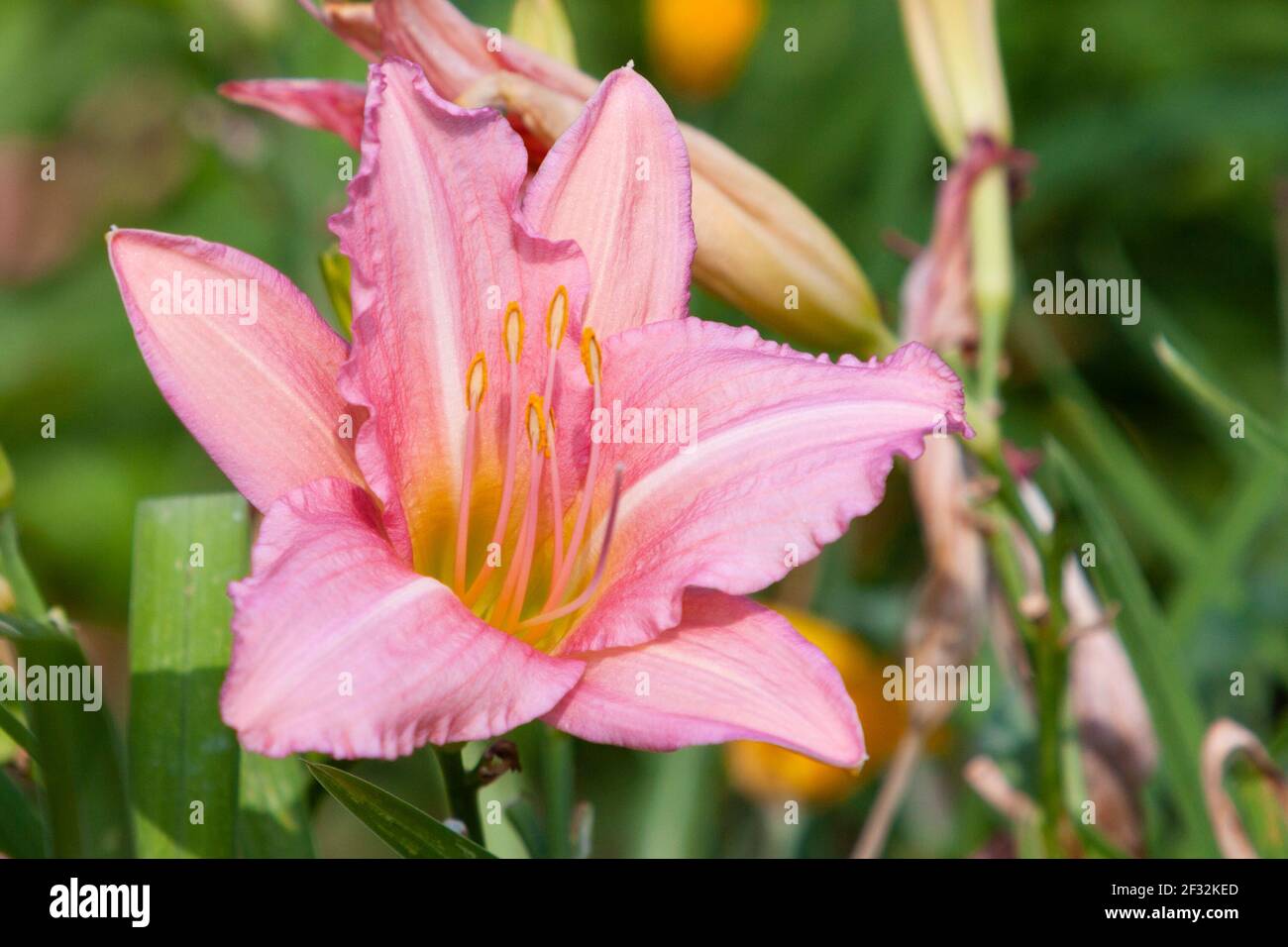 Daylily, Hemerocallis 'Color Splash', at Mercer Arboretum and Botanical Gardens in Spring, Texas. Stock Photo
