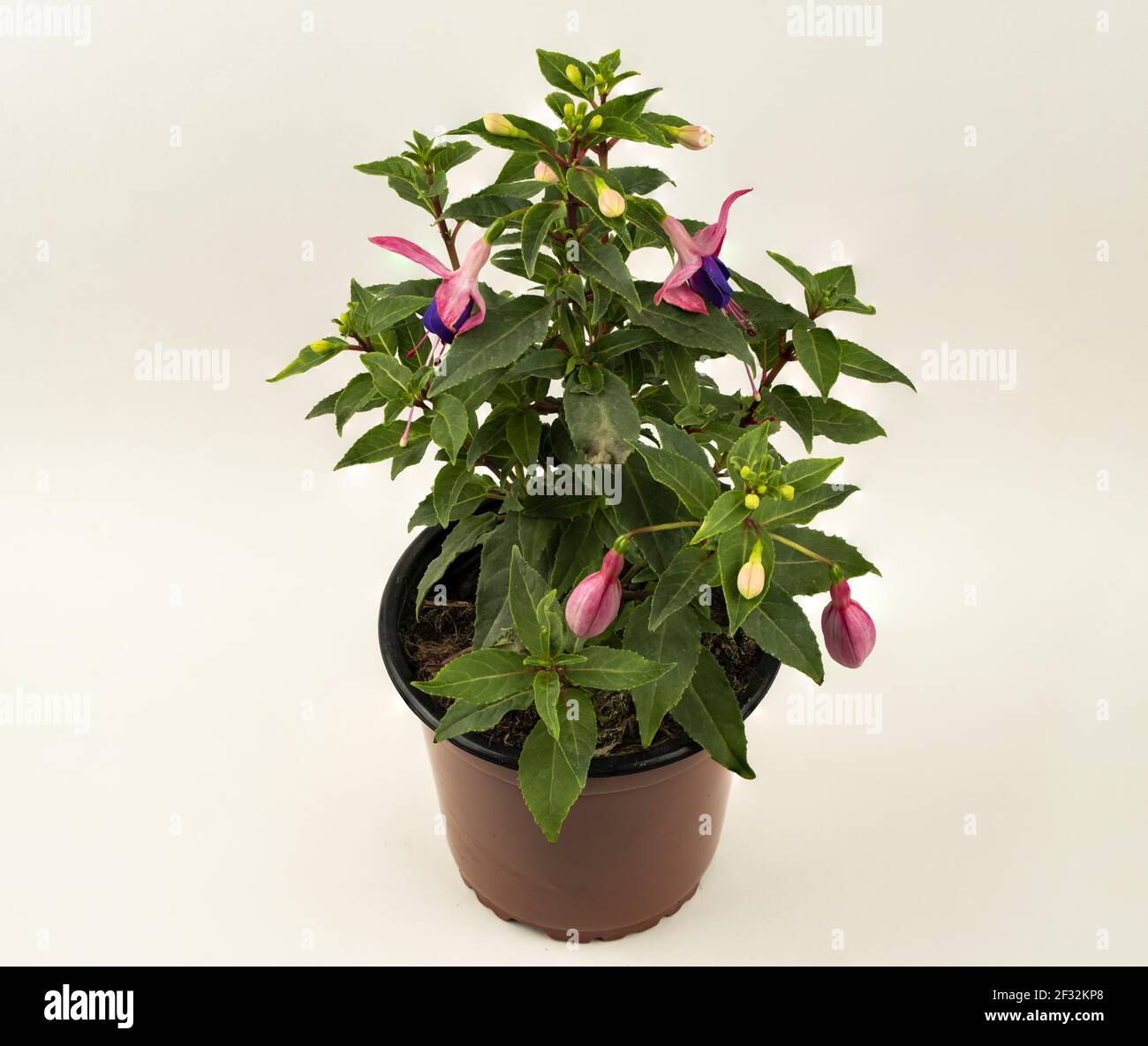 fuchsia magellanica in flowerpot with white background, top view Stock Photo