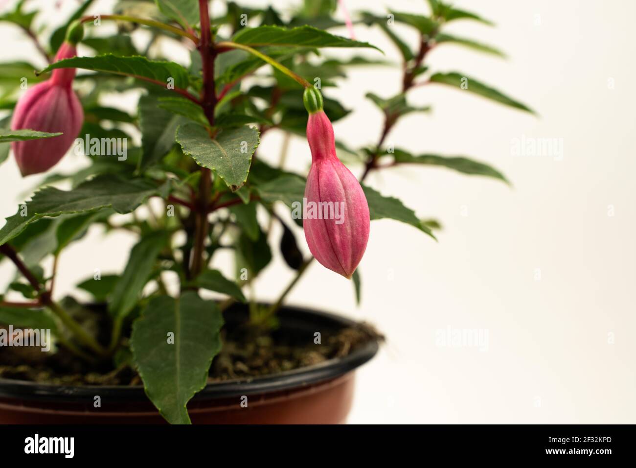 fuchsia magellanica in flowerpot with white background, seen closely ...