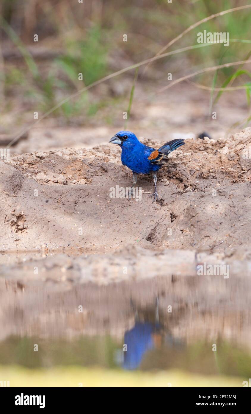 Blue Grosbeak, Passerina caerulea, looking for water and relief from summer heat at a ranch in South Texas. Stock Photo