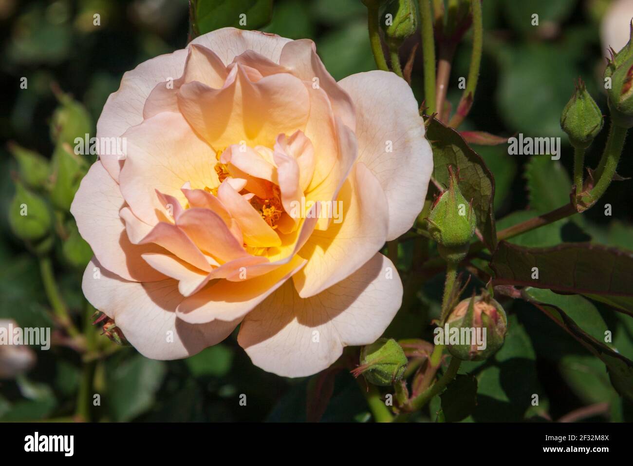 Antique Rose in Rose Emporium Gardens near Brenham, Texas. Stock Photo