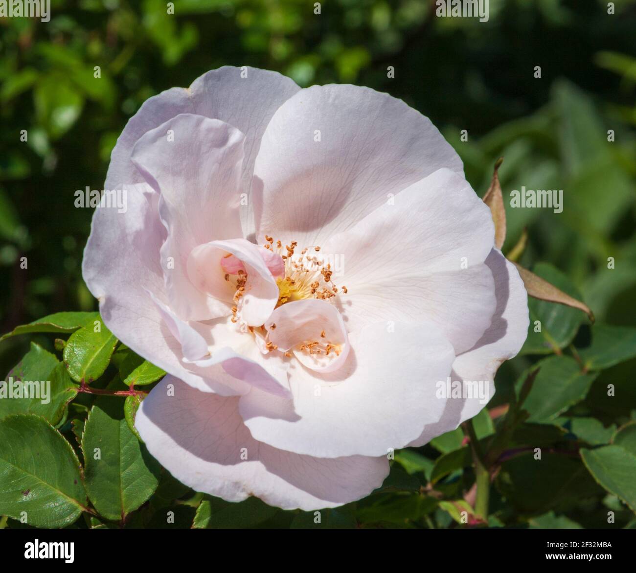 Antique Rose in Rose Emporium Gardens near Brenham, Texas. Stock Photo