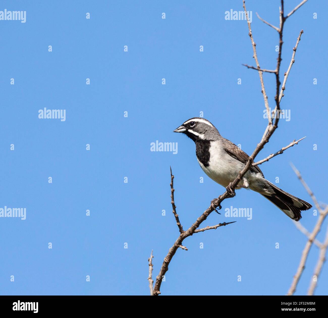 Black-throated Sparrow, Amphispiza bilineata, on a ranch in South Texas. Stock Photo