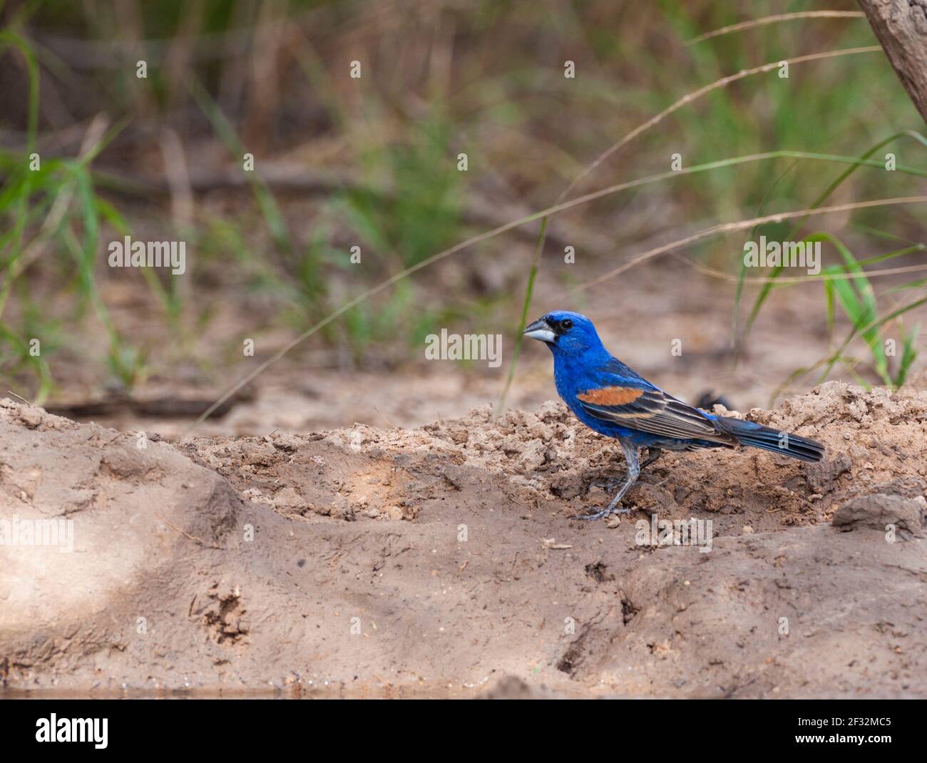 Blue Grosbeak, Passerina caerulea, looking for water and relief from summer heat at a ranch in South Texas. Stock Photo