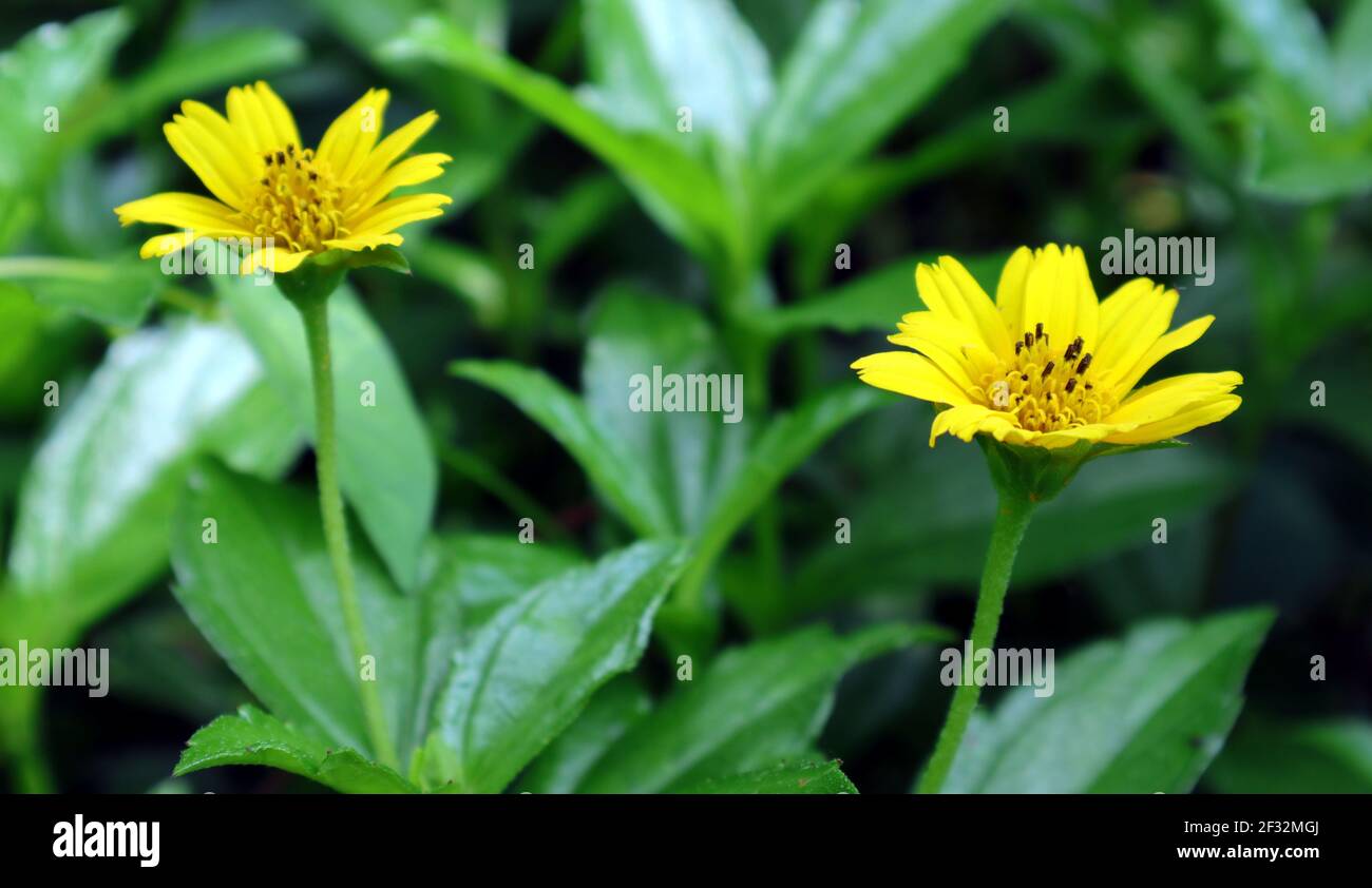 Selective focus on one flower out of two yellow tickseed flowers Stock Photo