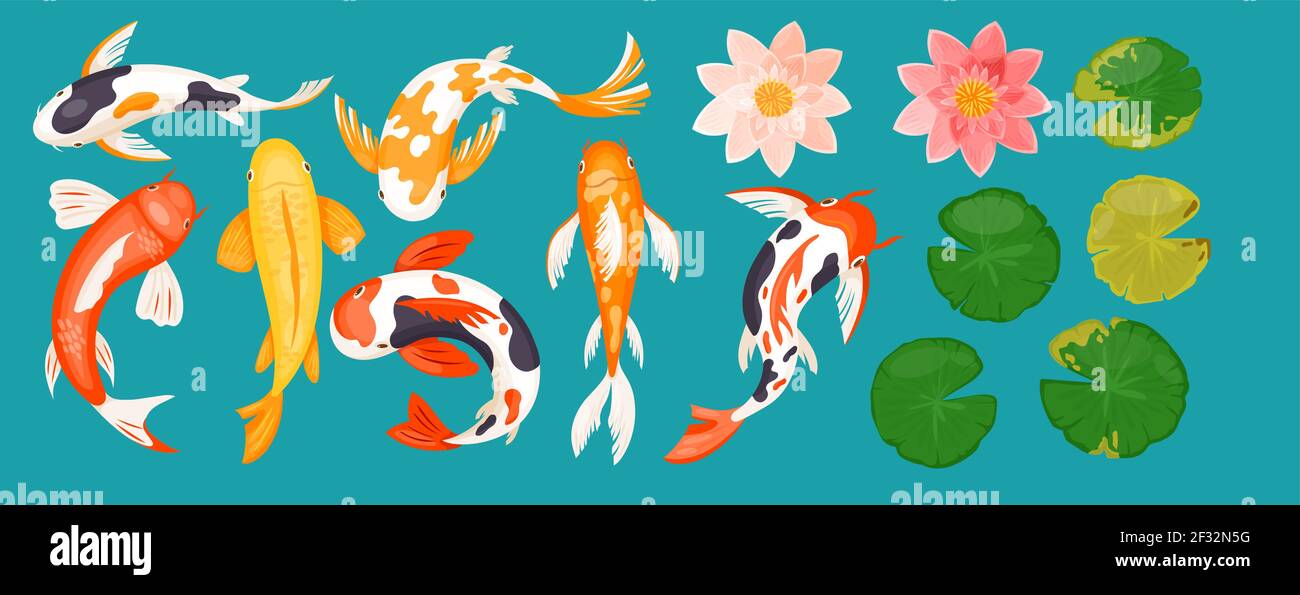 Koi carp asian fishes, top view of colorful goldfishes, pink lotus flowers and leaves Stock Vector