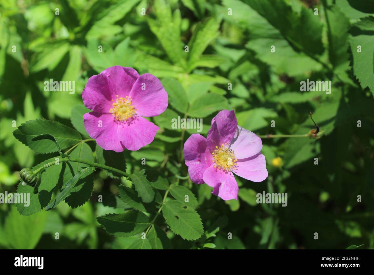 Two climbing wild rose blooms at Miami Woods in Morton Grove, Illinois  Stock Photo - Alamy