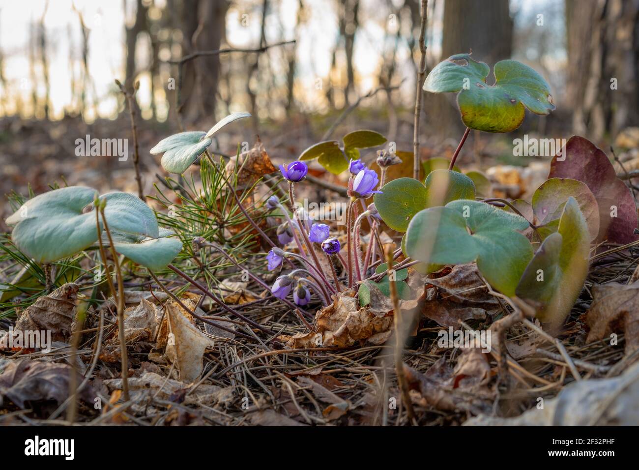 The first blooming violet violets, hepatica nobilis, among last year's leaves in the forest, in a natural setting, in the early spring at sunset Stock Photo