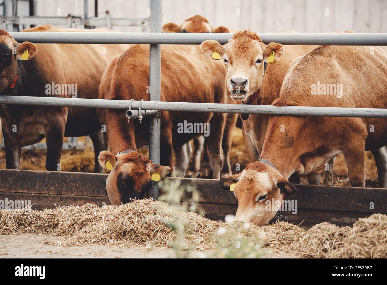 Portrait cows red jersey with automatic collar stand in stall