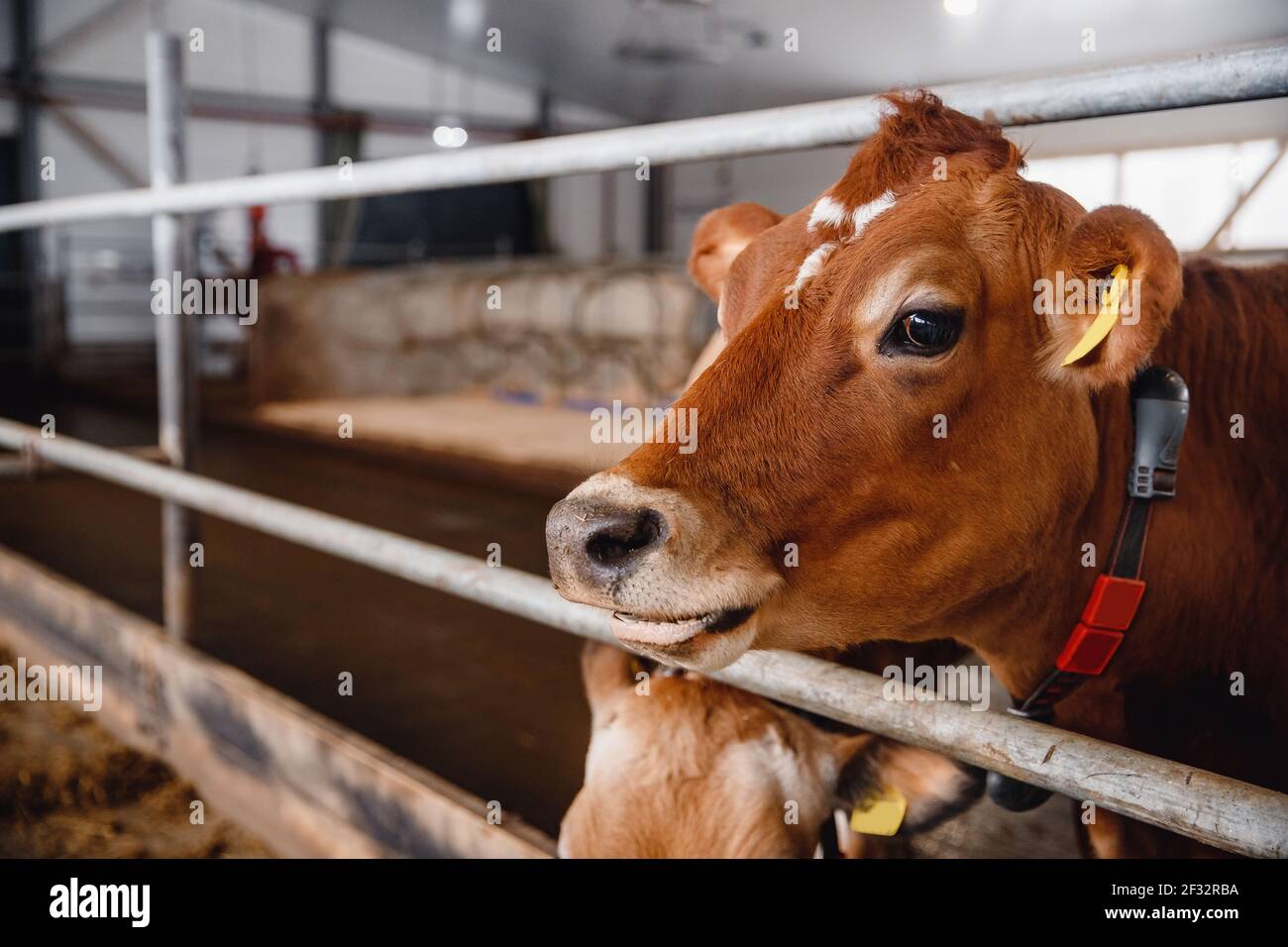 Modern automated farm for breeding red Jersey cows. Meat, milk, cheese