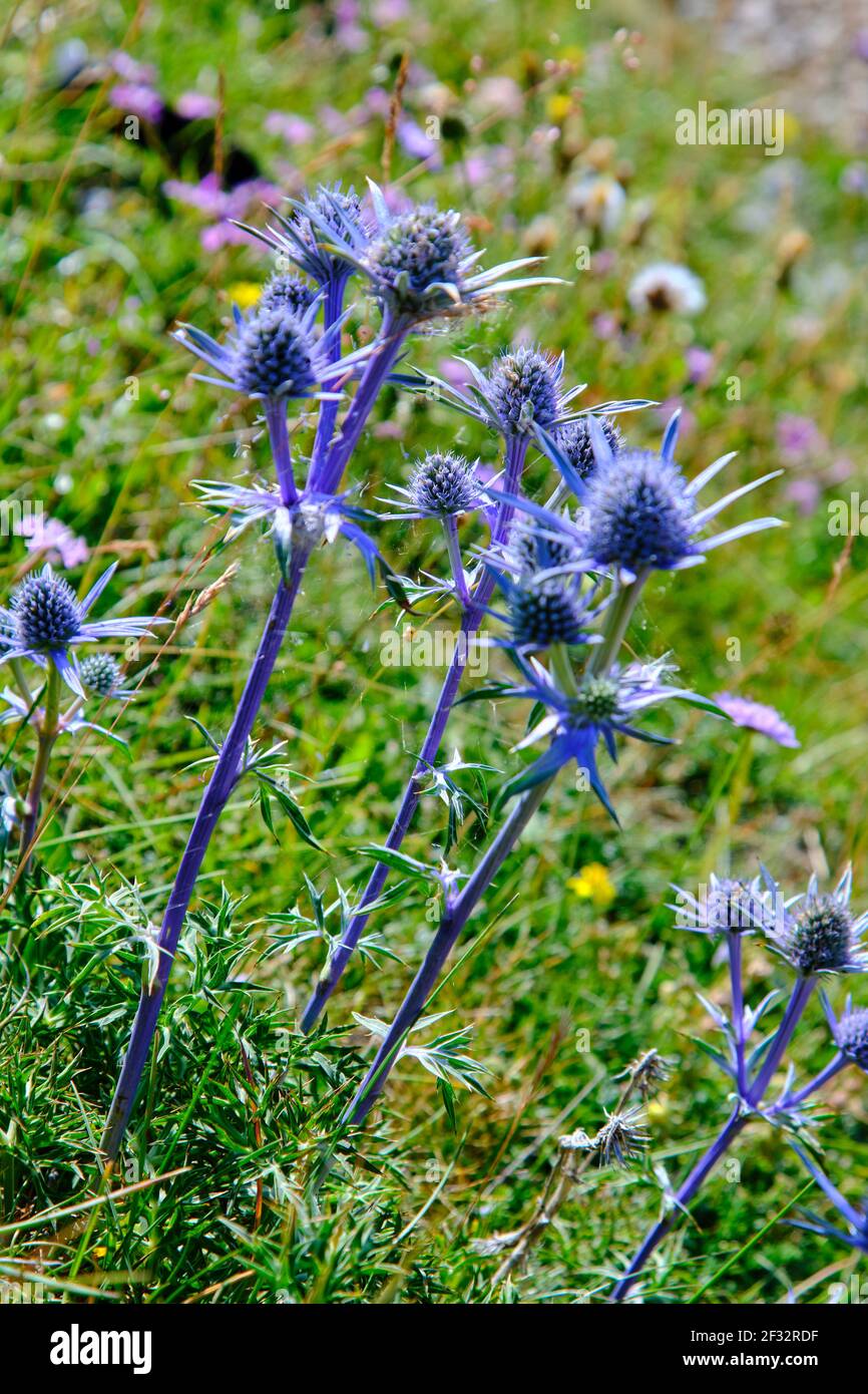 Mediterranean sea holly (Eryngium bourgatii) plant. Stock Photo