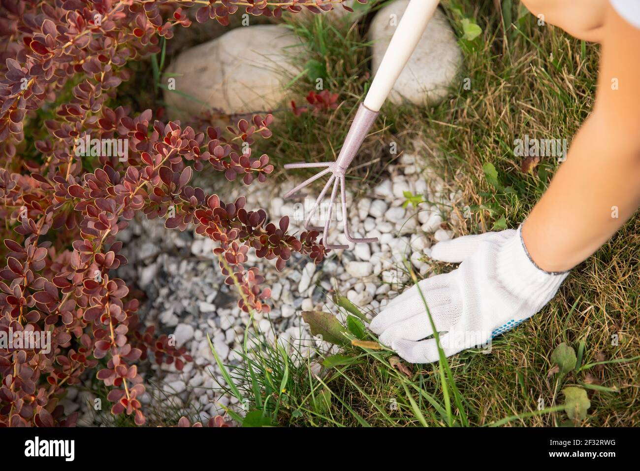 Woman works with mini rake in garden, removes weeds, cuts through plants and flowers. Stock Photo