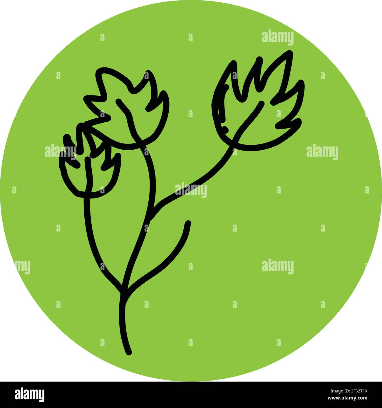 Illustration maple hi-res stock photography and images - Alamy