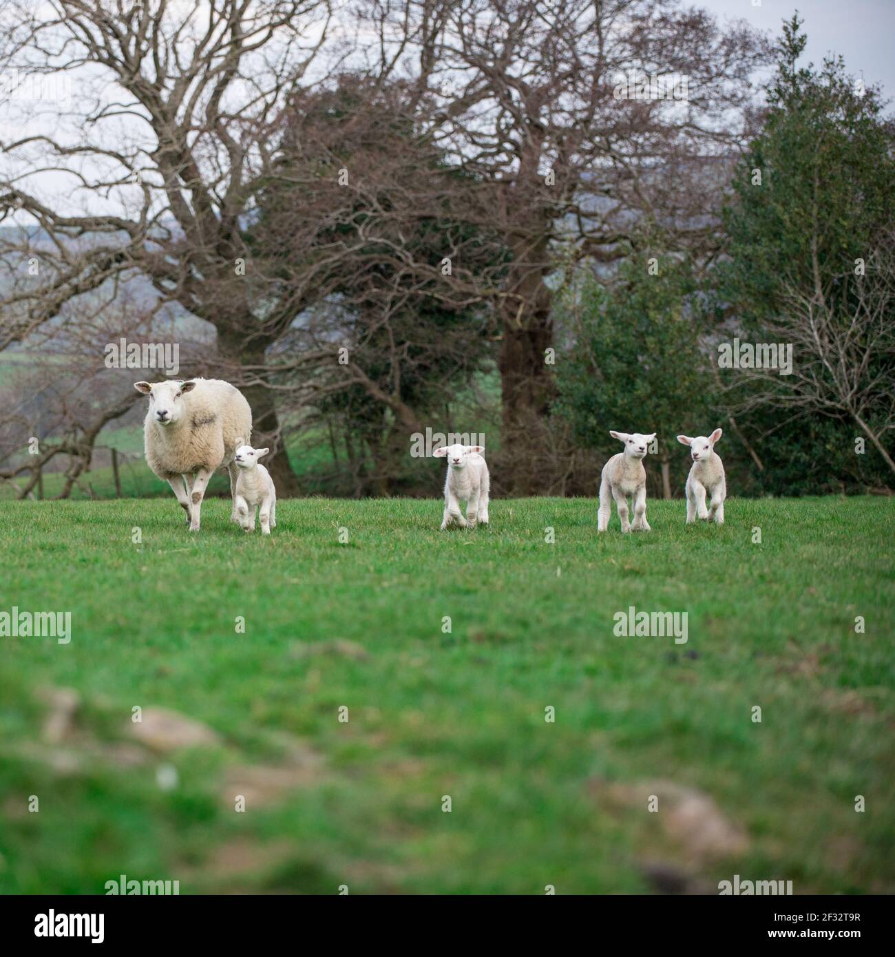 Spring lambing hires stock photography and images Alamy