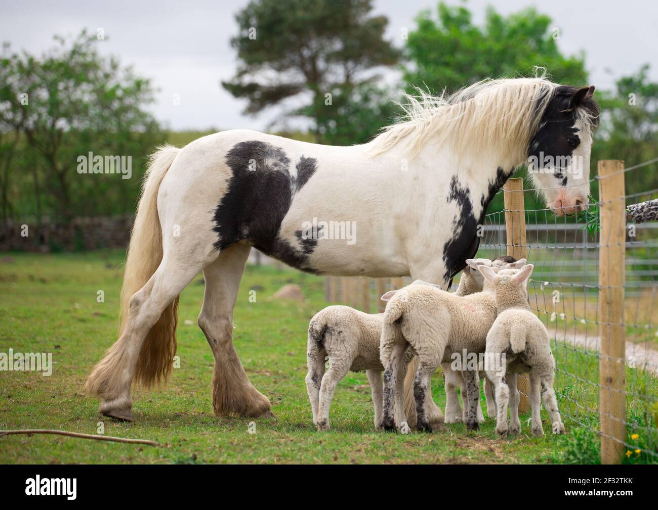 piebald black and white gypsy cob pony horse Stock Photo Alamy