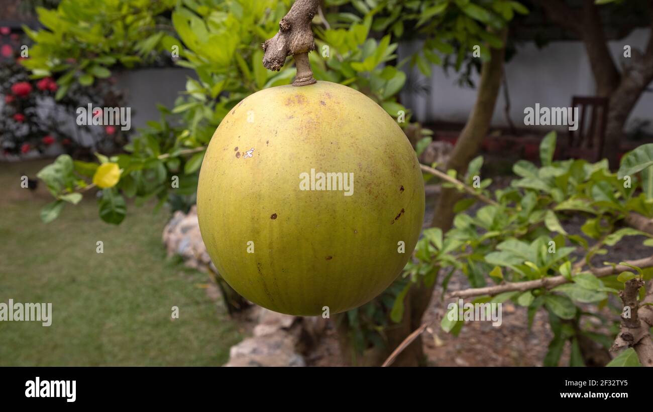 Tropical fruit Ghana Africa. Traditional food plant in Africa. Improve nutrition, boost food security, foster rural development sustainability. Stock Photo