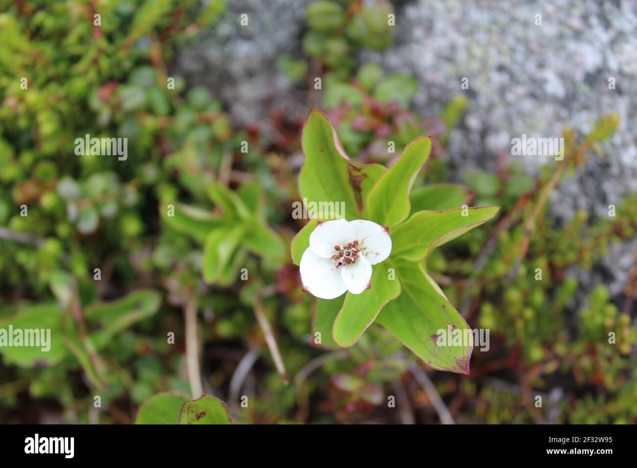 One bunchberry bloom at Chugach State Park in Anchorage, Alaska Stock Photo