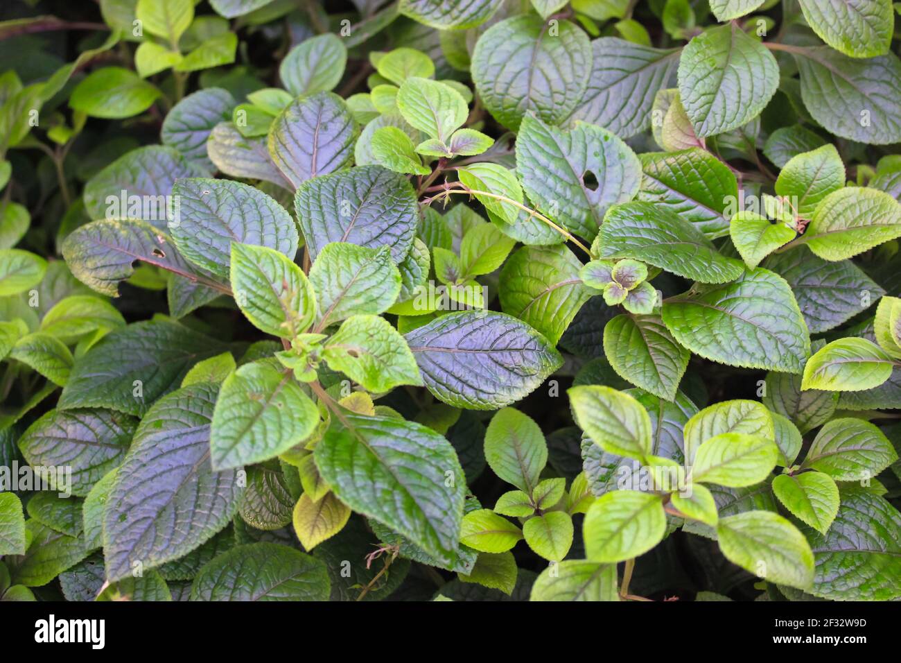 Green leaves of the Melastomataceae plants. Tropical leaves backgrounds and textures. Rondodendron without flowers in the botanical garden. A natural Stock Photo