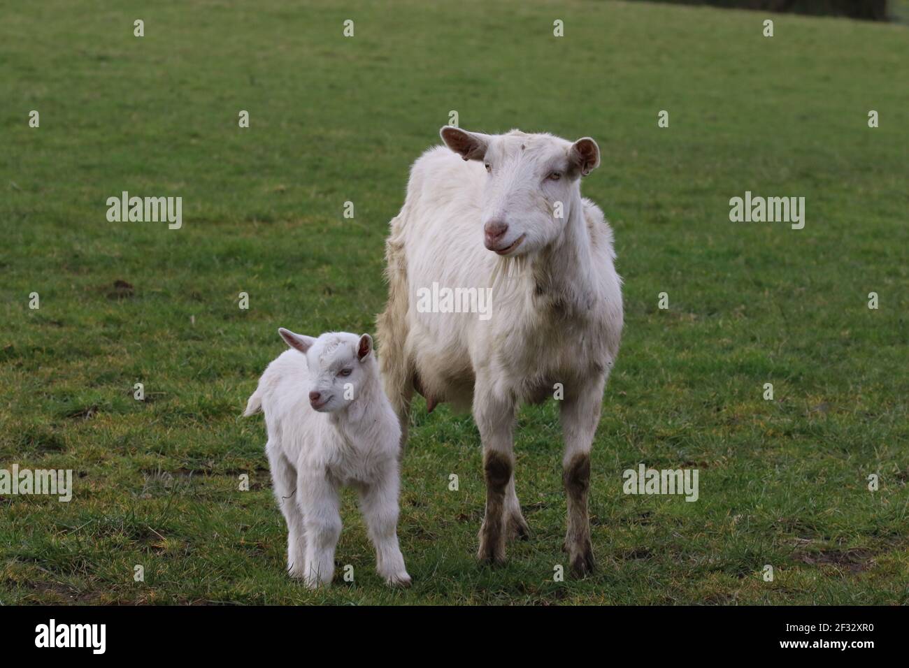 Goat and kid Stock Photo Alamy