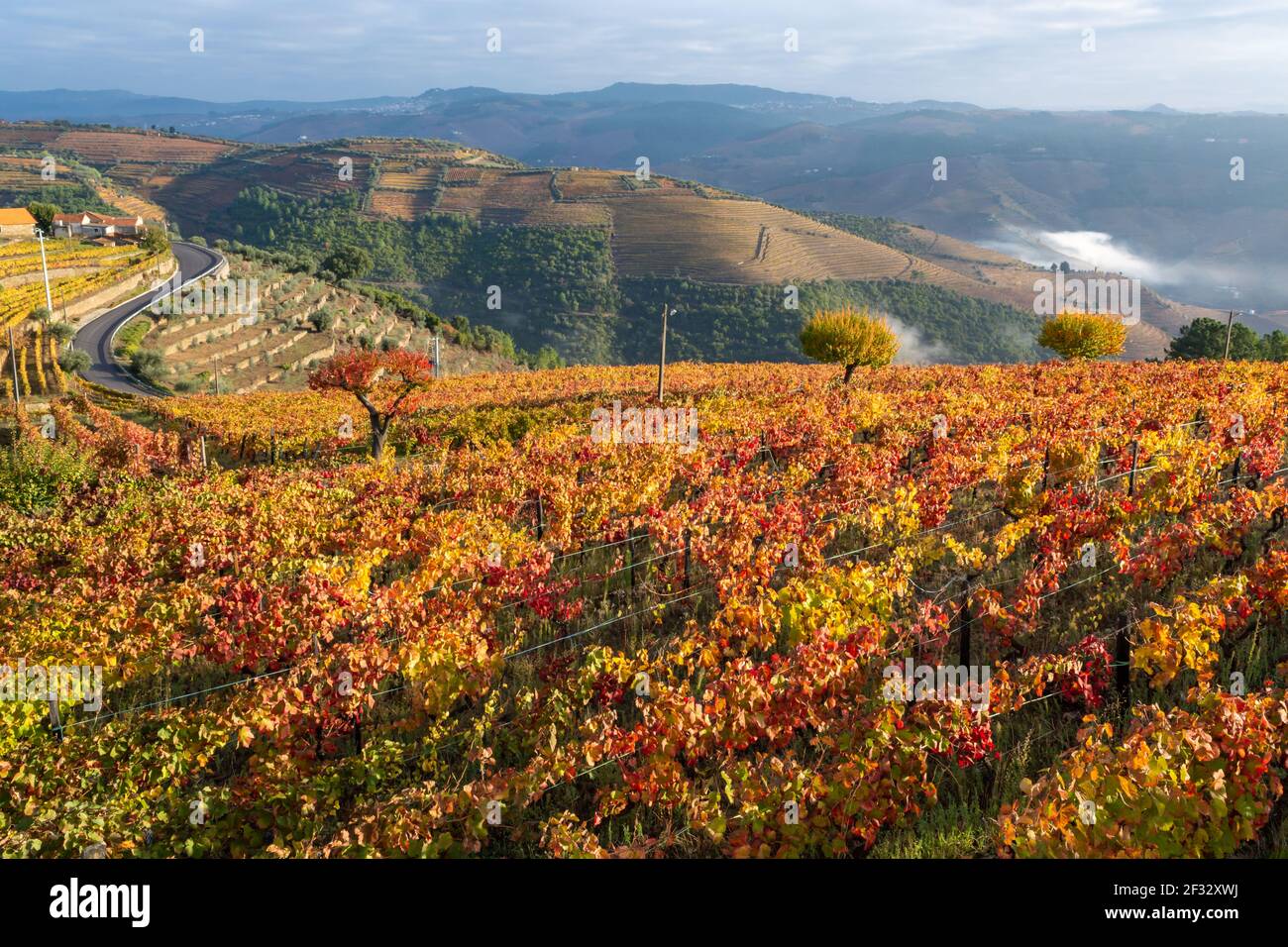 Colorful autumn landscape of oldest wine region in world Douro valley
