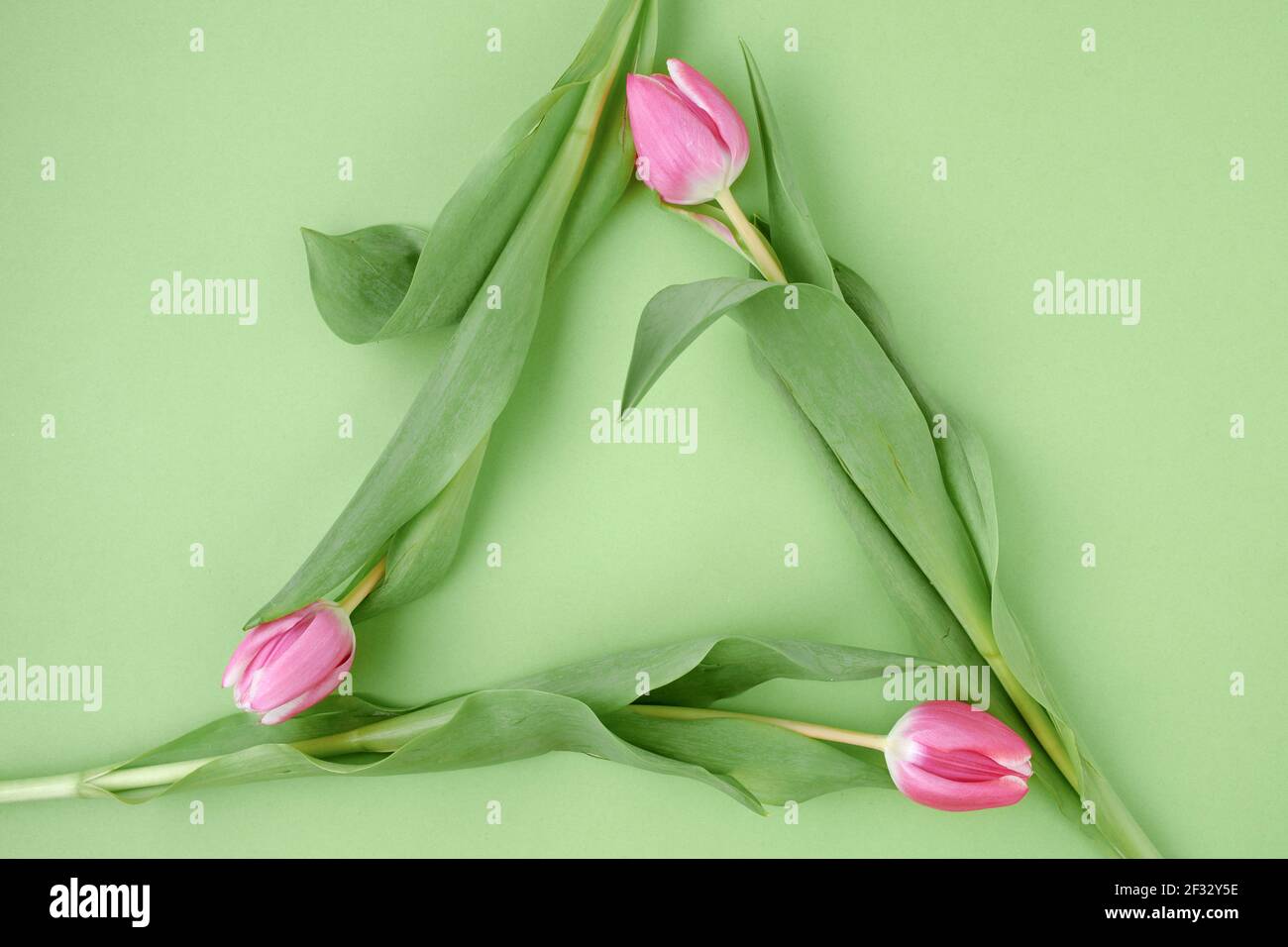 spring flat lay with tulips in recycle symbol isolated on green Stock ...
