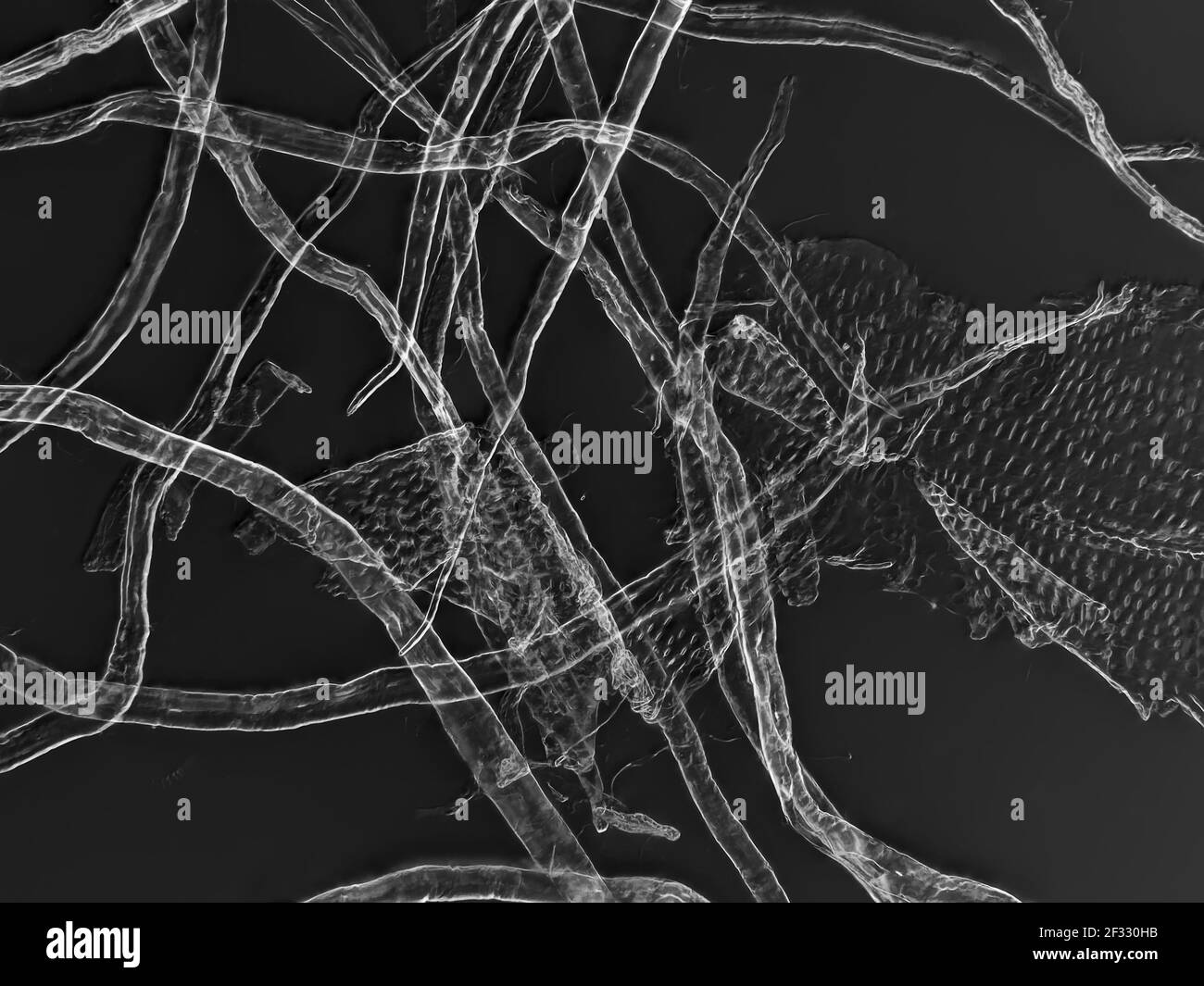 Cellulose fibers of toilet paper under the microscope, horizontal filed of view is approximately 0.61mm Stock Photo