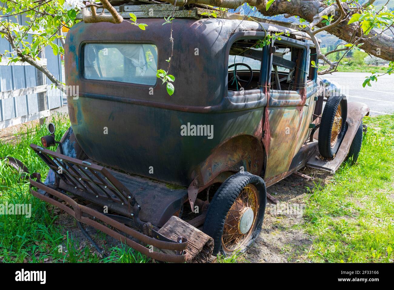 An antique car abandoned under a tree Stock Photo - Alamy