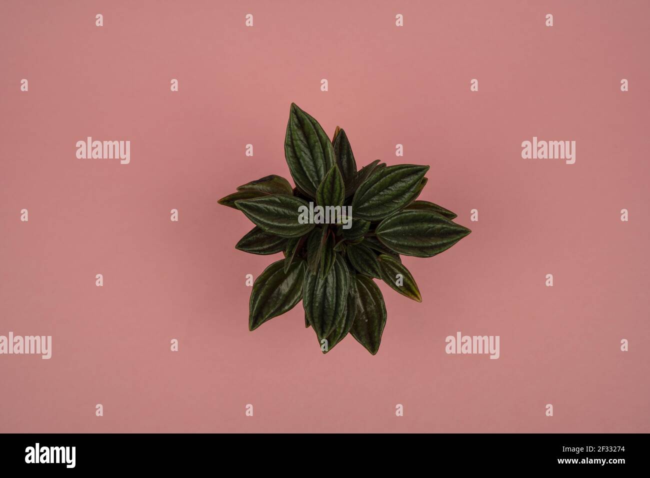 peperomia caperata in pot with pink background, overhead view Stock Photo