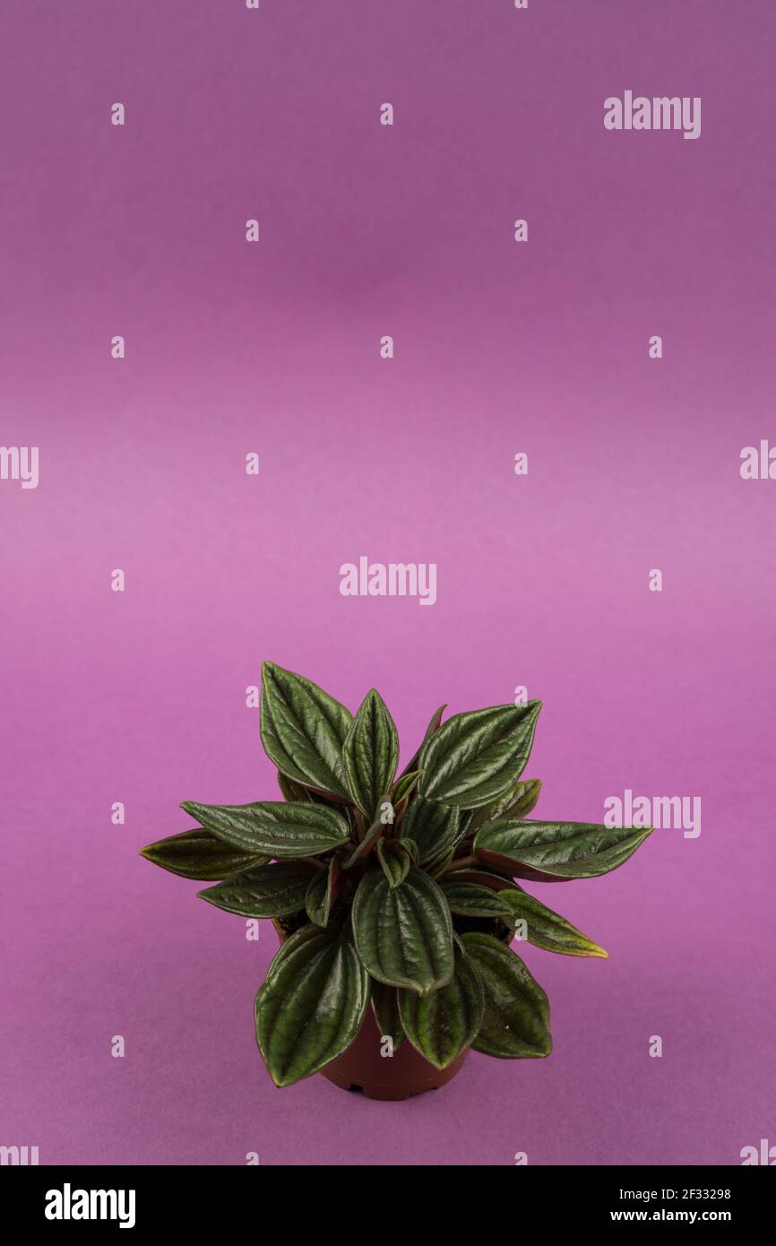 peperomia caperata in pot with purple background, top view Stock Photo