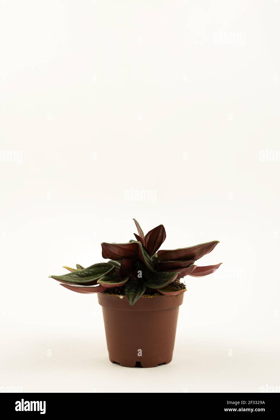 peperomia caperata in pot with white background Stock Photo