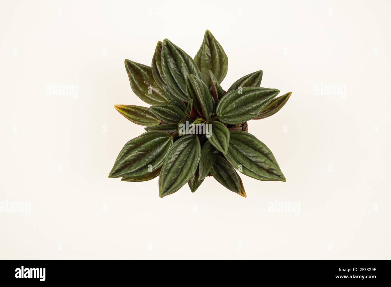 peperomia caperata in pot with white background, overhead view Stock Photo