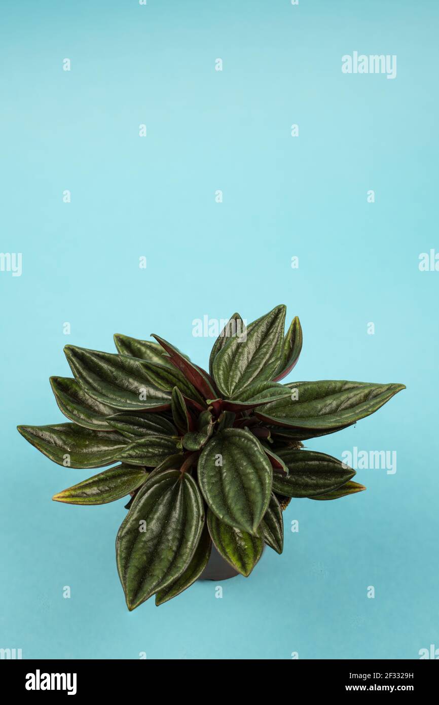 peperomia caperata in pot with blue background, top view Stock Photo