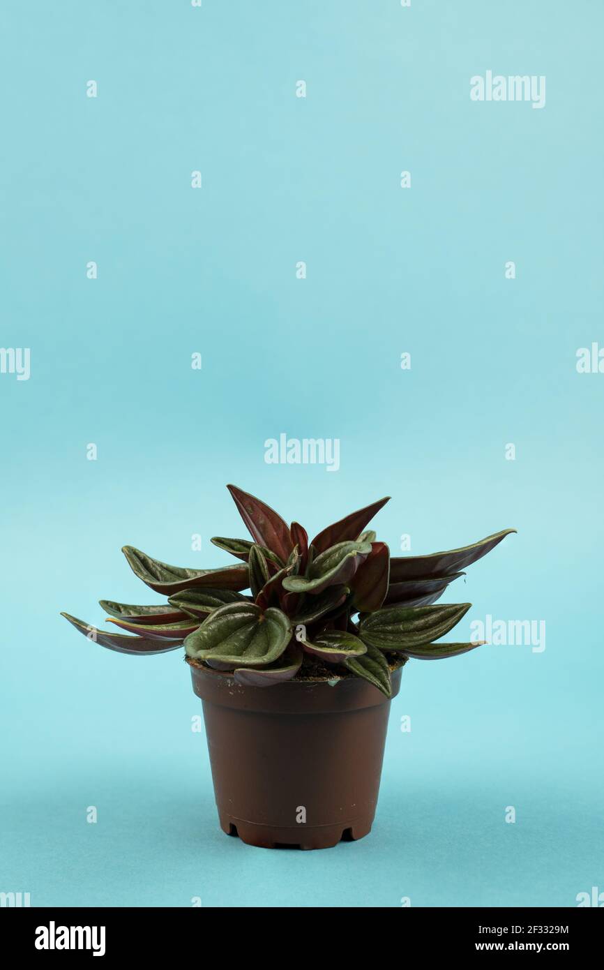 peperomia caperata in pot with blue background Stock Photo