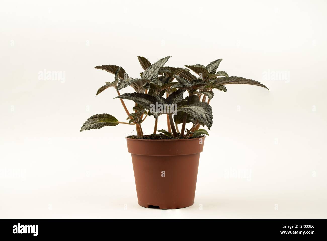 Pilea spruceana in flowerpot with white background Stock Photo