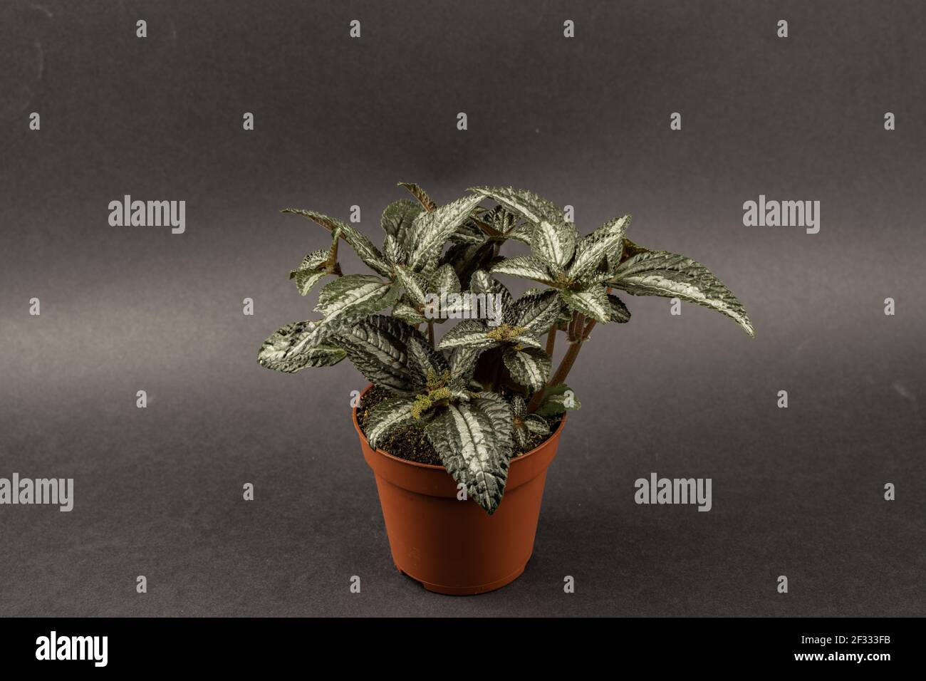 Pilea spruceana in flowerpot with black background, top view Stock Photo