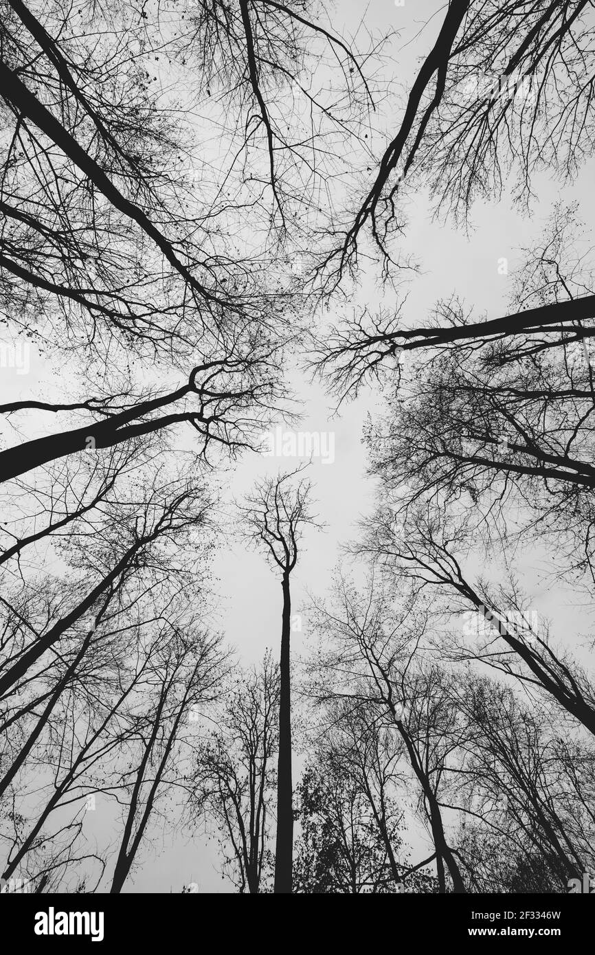 Tall trees low angle Black and White Stock Photos & Images - Alamy