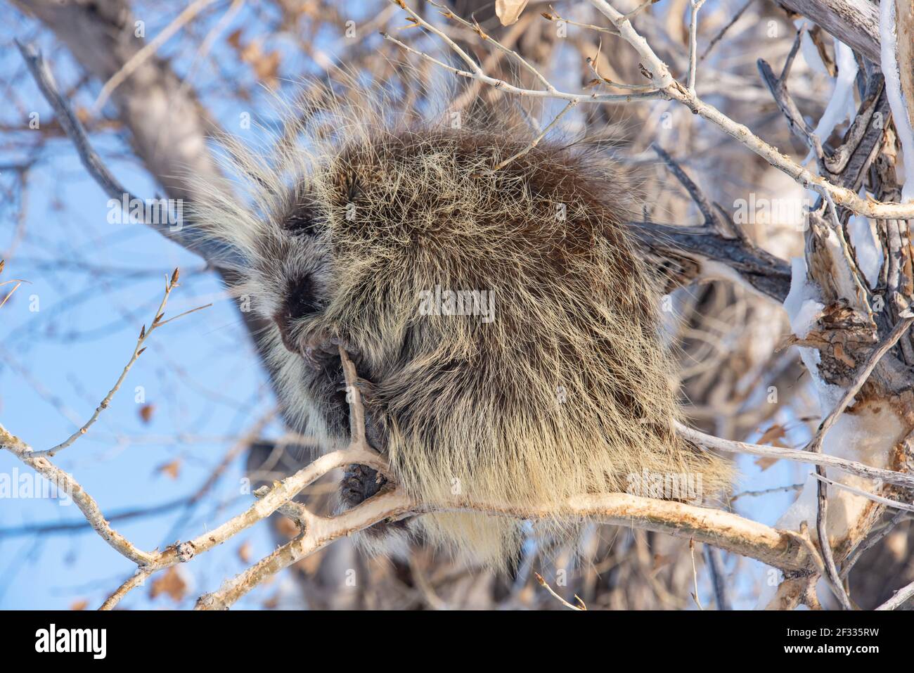 Porcupines quill hires stock photography and images Alamy