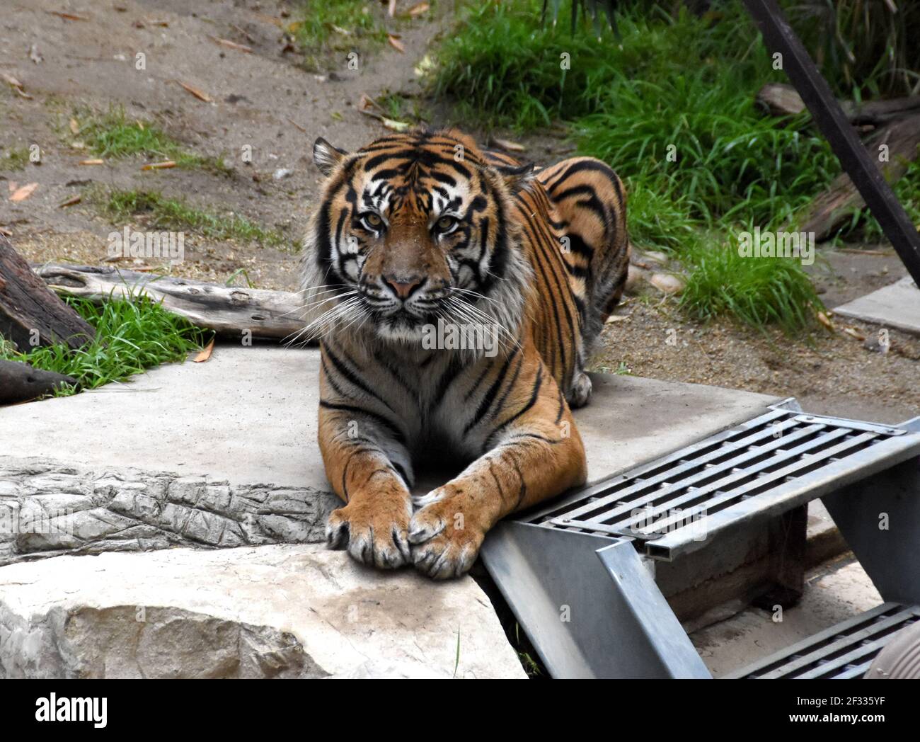 Los Angeles, California, USA 11th March 2021 A general view of atmosphere of Sumatran Tiger at Los Angeles Zoo, which closed March 13, 2020 to August 26, 2020 due to pandemic and then closed December 7, 2020 and reopened on February 16, 2021 due to coronavirus Covid-19 Pandemic, shown here on March 11, 2021 in Los Angeles, California, USA. Photo by Barry King/Alamy Stock Photo Stock Photo