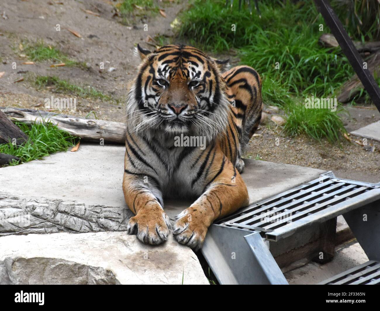 Los Angeles, California, USA 11th March 2021 A general view of atmosphere of Sumatran Tiger at Los Angeles Zoo, which closed March 13, 2020 to August 26, 2020 due to pandemic and then closed December 7, 2020 and reopened on February 16, 2021 due to coronavirus Covid-19 Pandemic, shown here on March 11, 2021 in Los Angeles, California, USA. Photo by Barry King/Alamy Stock Photo Stock Photo