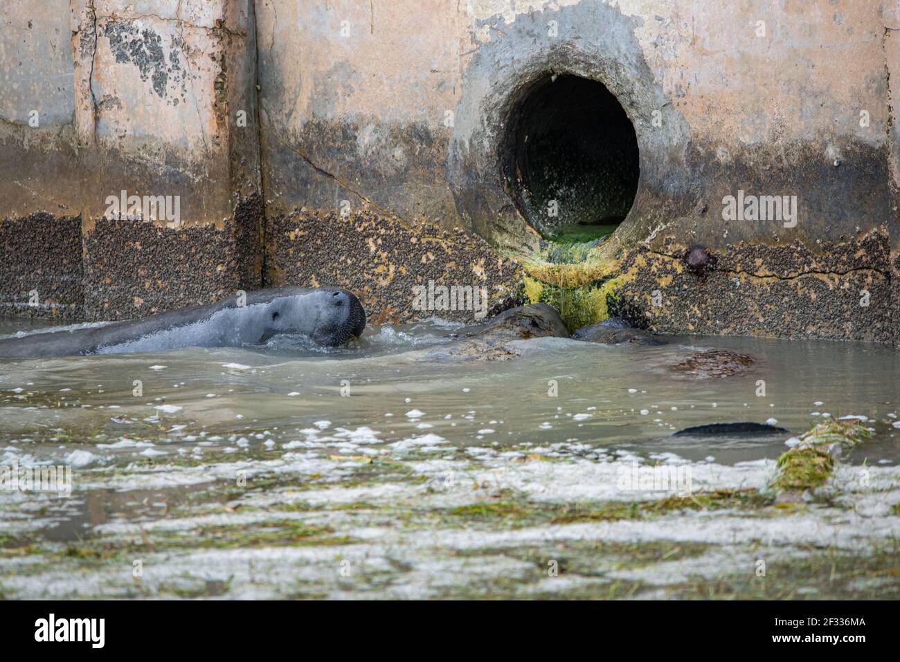 Manatees drinking water Stock Photo - Alamy