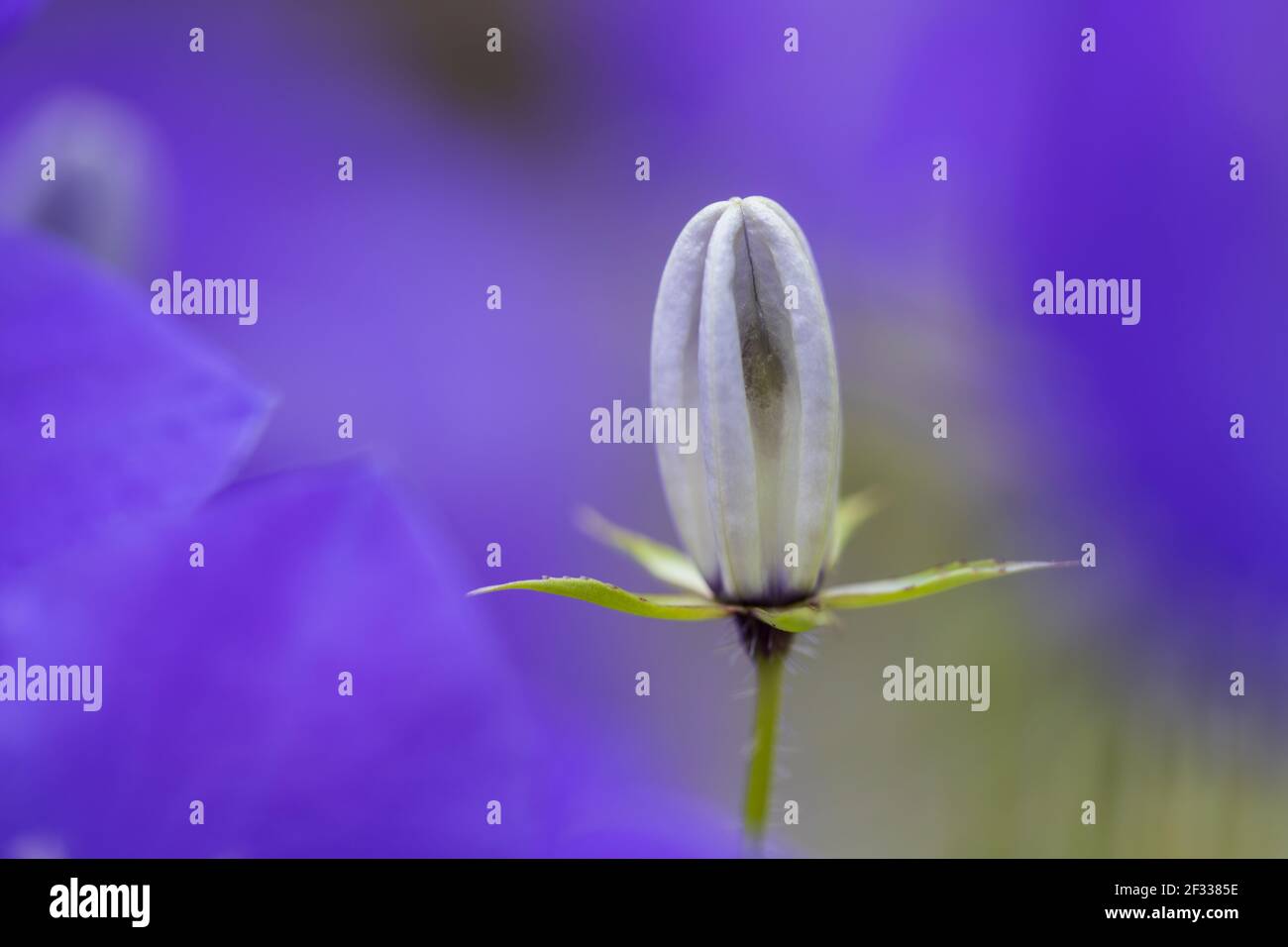 Macro image of a Campanula bud Stock Photo