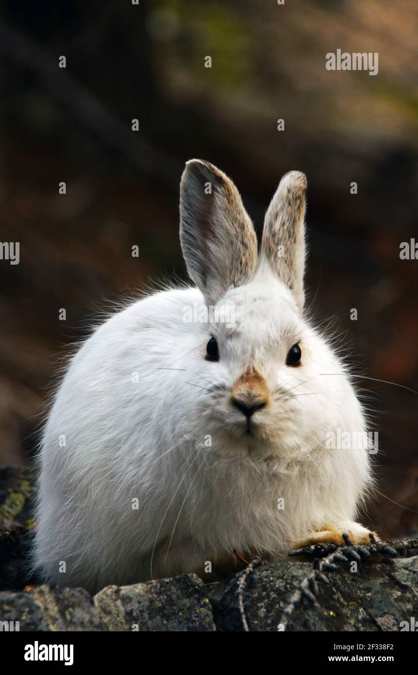 A snowshoe hare in a winter with historically low snowpack. Yaak Valley